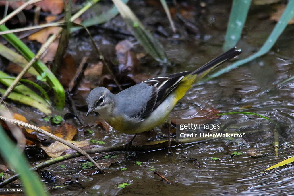 Grey Wagtail