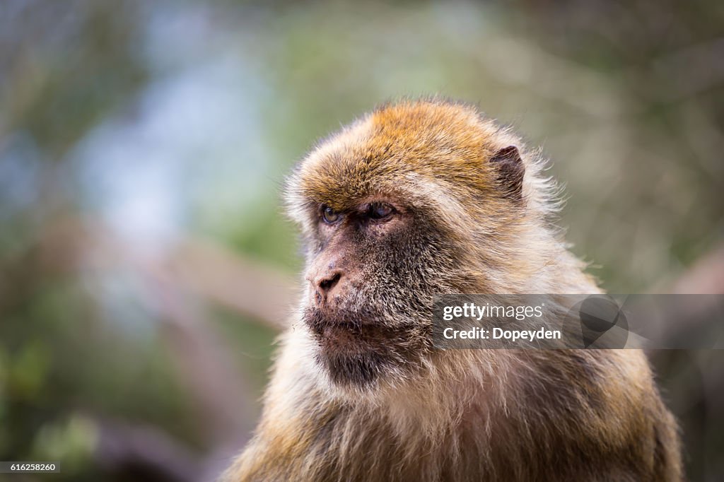 Barbary Macaque, Gibralta.