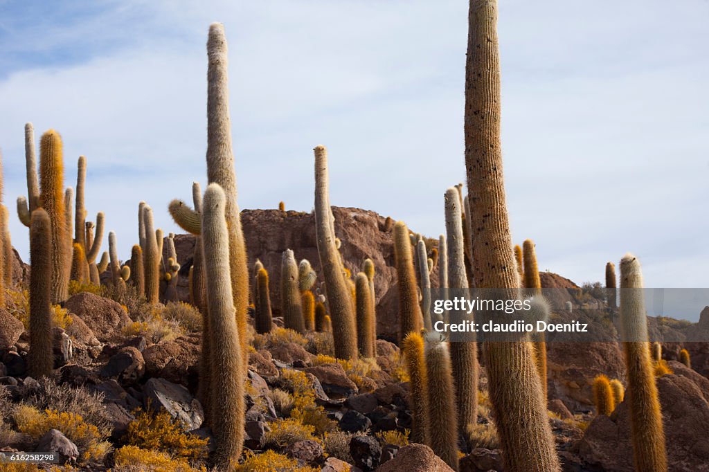 Pesce isola con cactus millenario, saline Uyuni