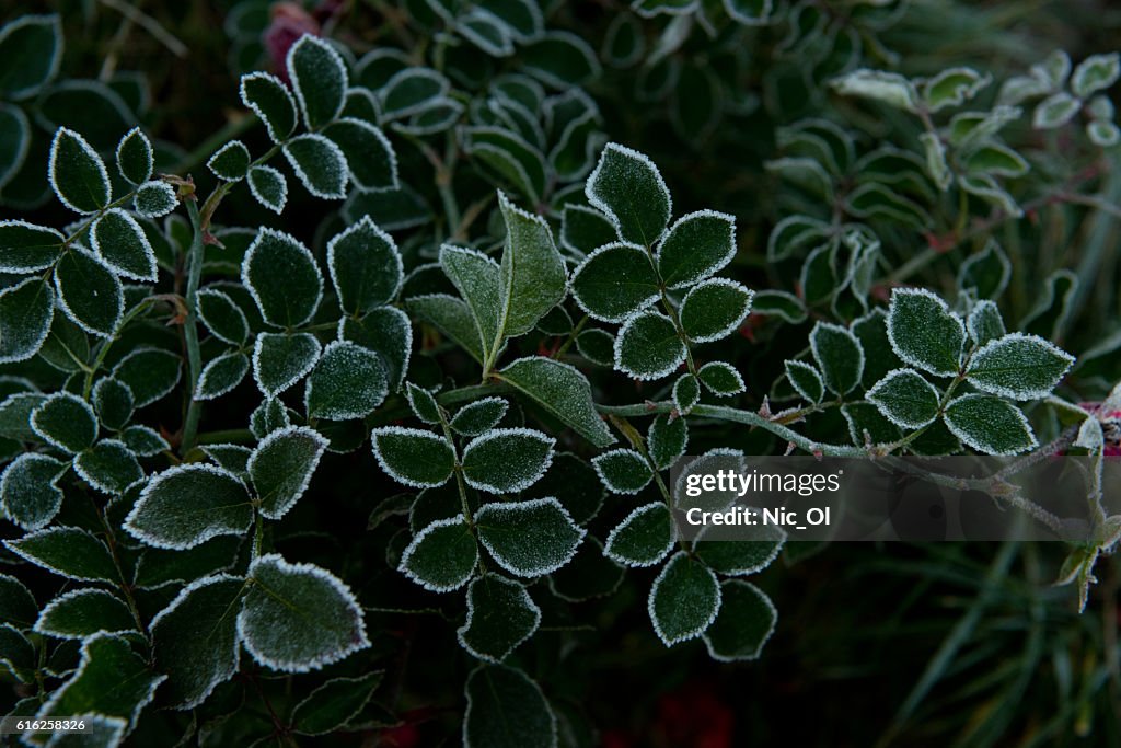 Green Bush covered with frost in the garden