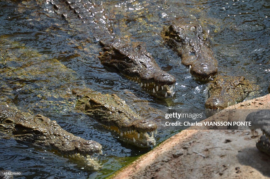 Nile crocodile