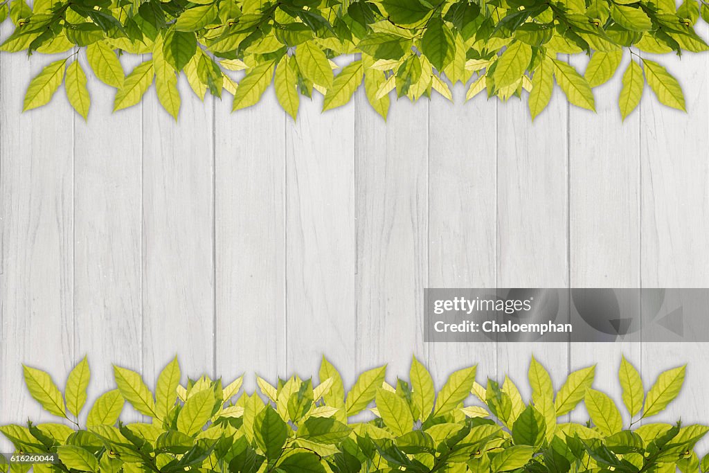 Leaf border against white wood panel background