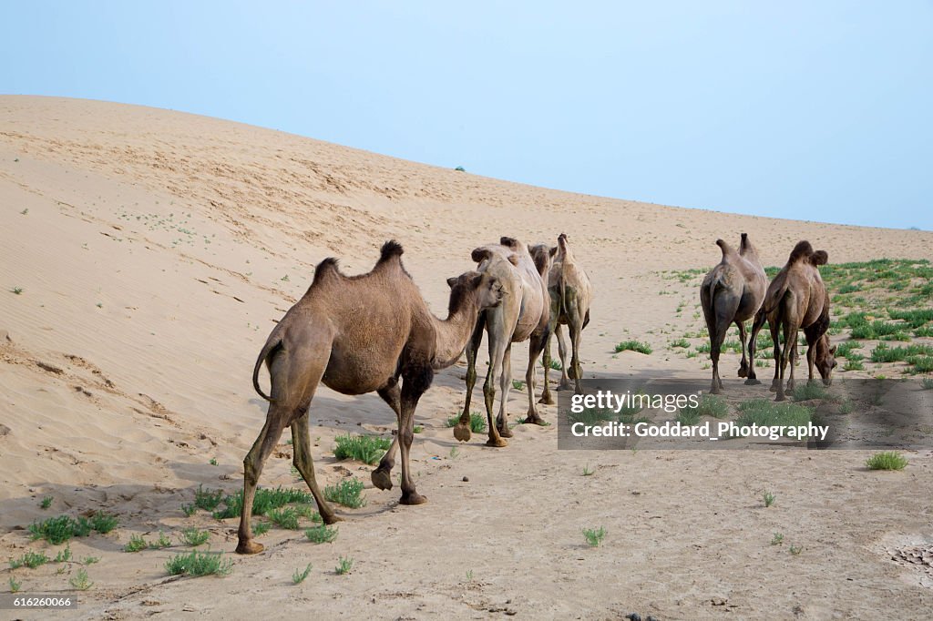 Mongolia: Bactrian Camels in the Gobi