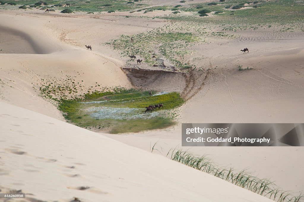Mongolia: Bactrian Camels in the Gobi