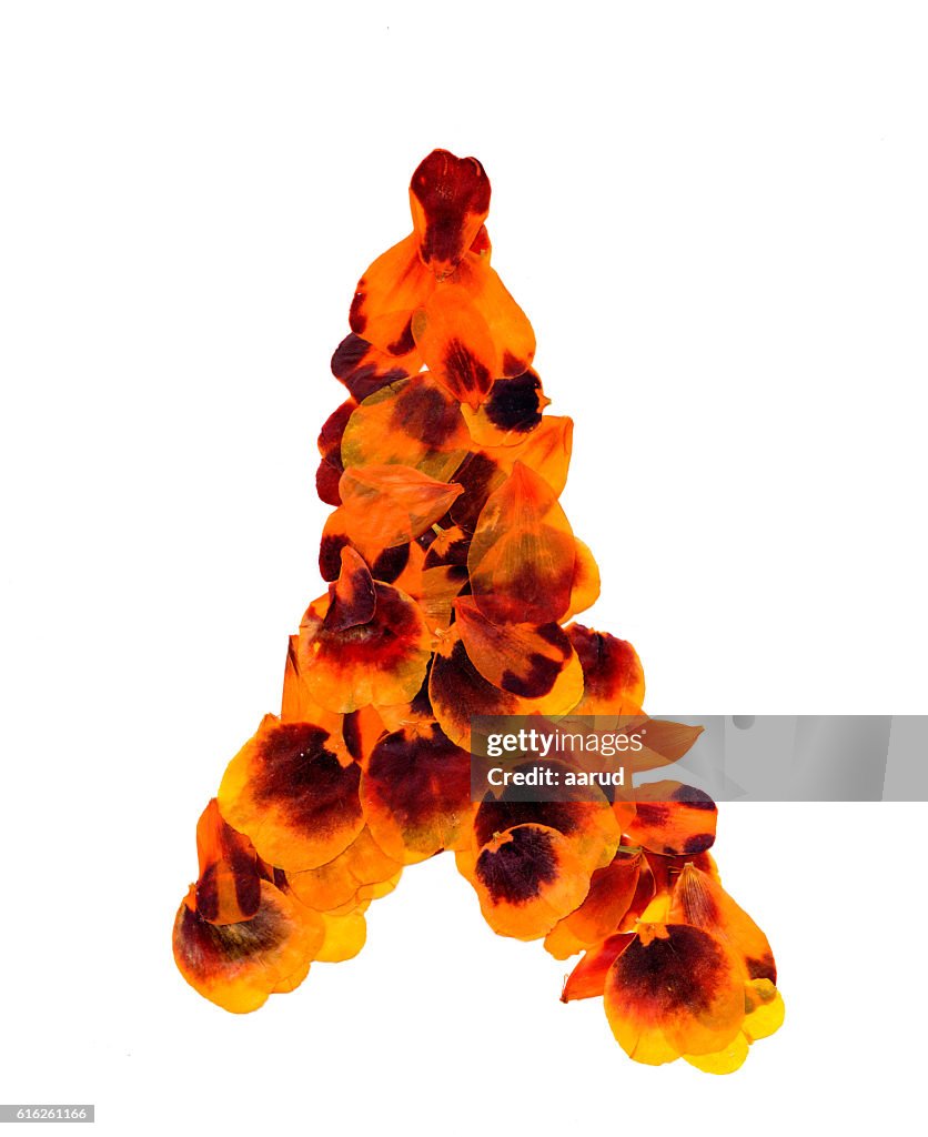Transparent dried pressed orange mottled  marigold petals