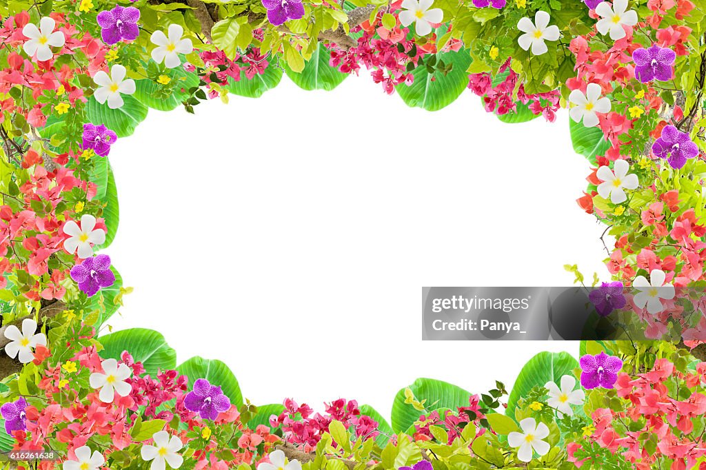 Beautiful green leaves frame with flower on white background