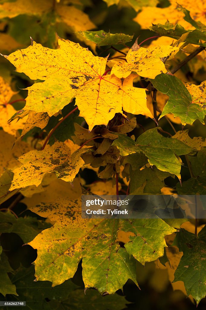 Schöne Herbstfarben in der Natur