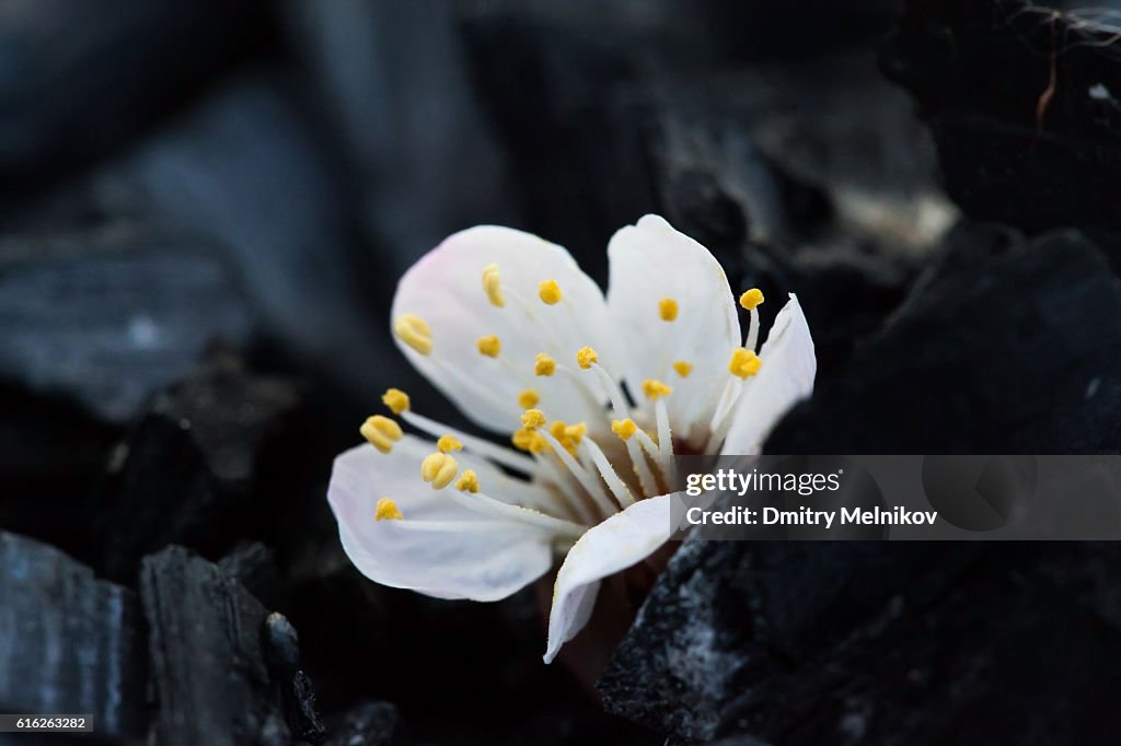 Cherry flower on a black background