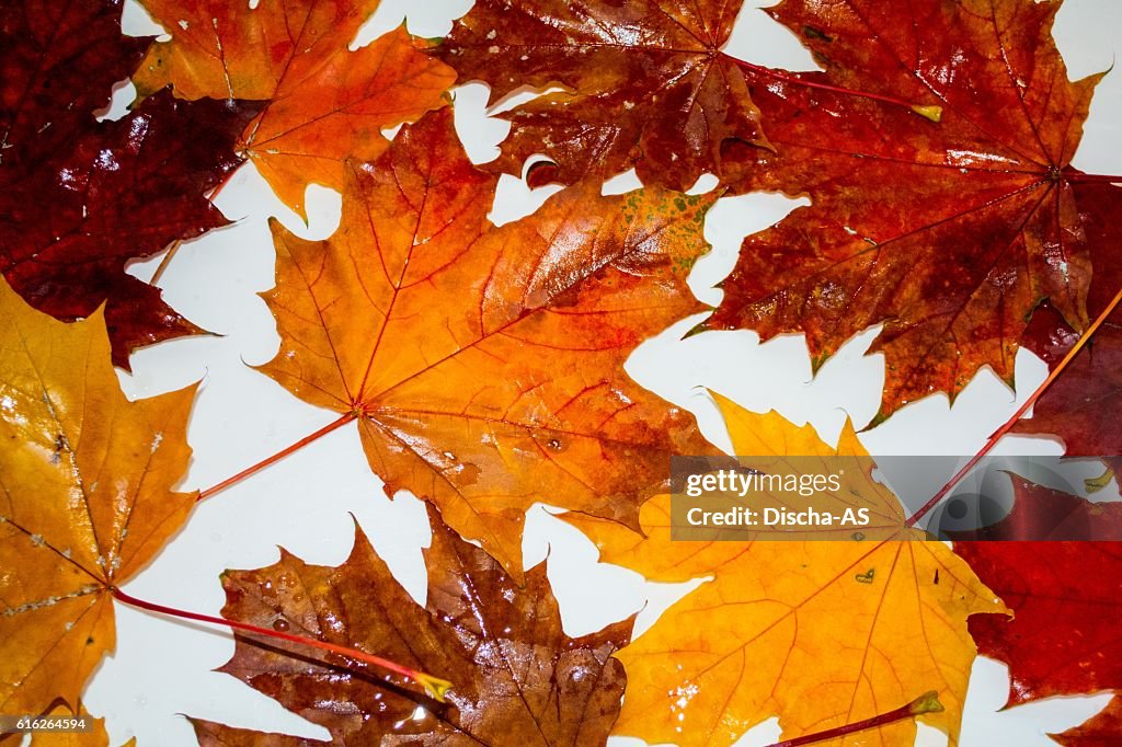 Feuilles de 