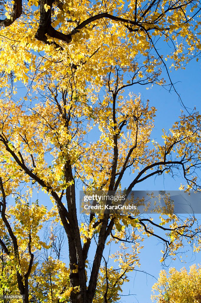 Silhouette of giant oak tree with autumn leaves