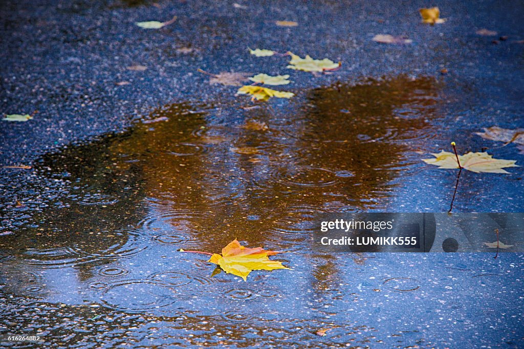 Autumn background with colored maple leaves