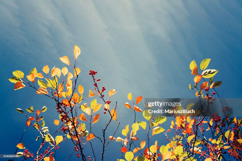 Fall tree background