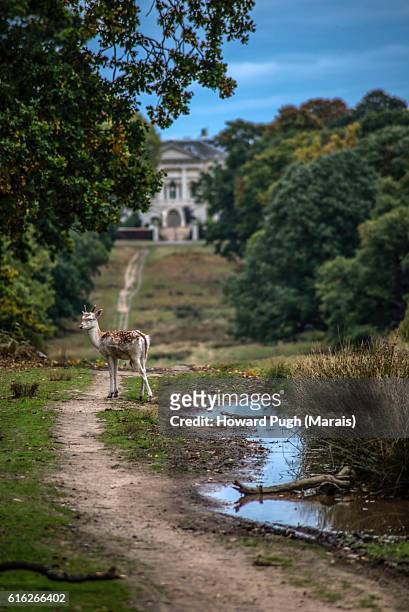 urban, rural and country landscapes of richmond park, london, uk - mortlake stock pictures, royalty-free photos & images