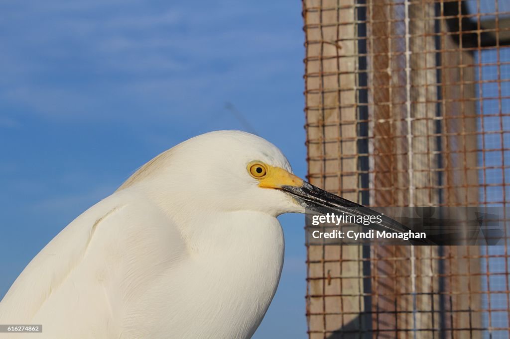 Snowy Egret at Pier