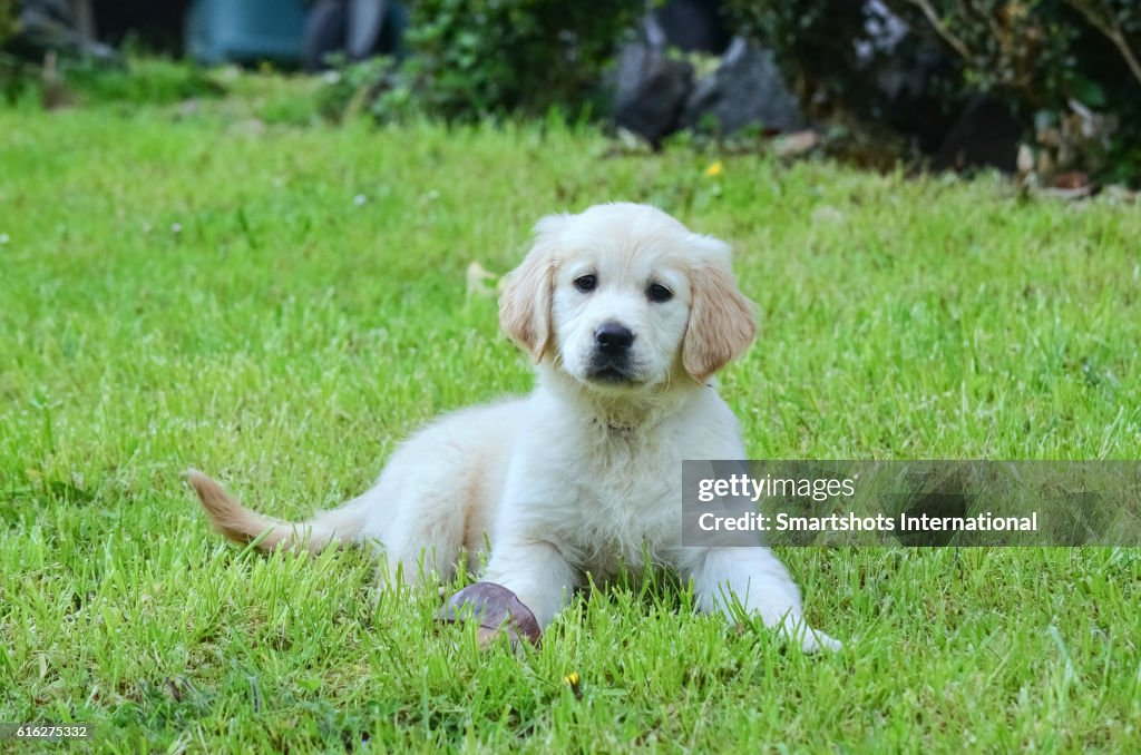 Close up of a purebred female golden retriever puppy lying on grass and looking at camera