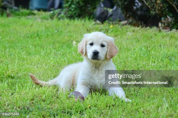 close up of a purebred female golden retriever puppy lying on grass and looking at camera - prairie dog 個照片及圖片檔