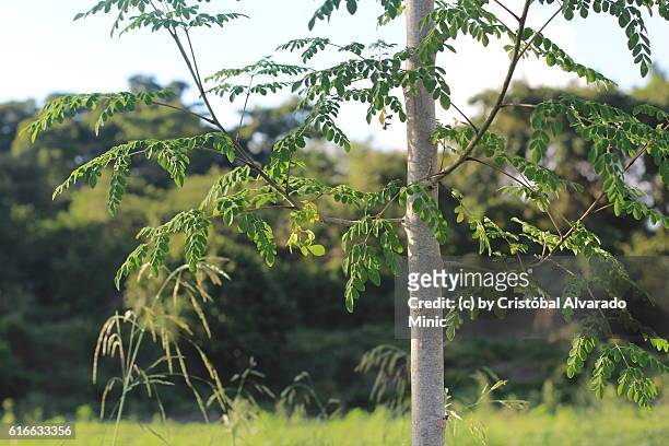 close-up of moringa oleifera tree growing in forest - moringa oleifera stock pictures, royalty-free photos & images