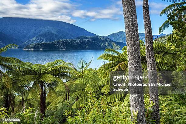 tree ferns in the marlborough sounds, new zealand - marlborough new zealand photos et images de collection