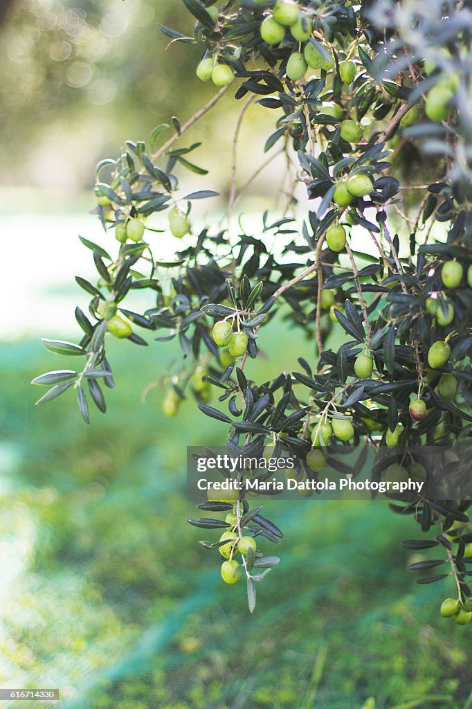 Detail of branches with olives in rural field