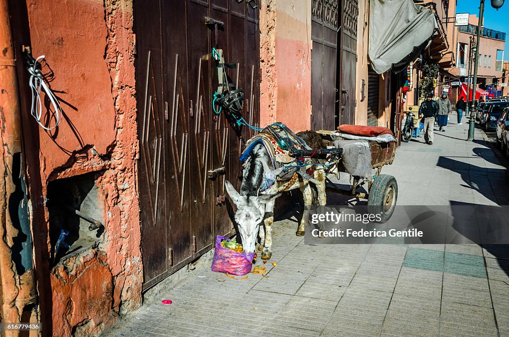 Donkey in Marrakesh