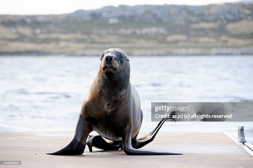 Sea lion hurrying along the jetty, Stanley / Falkland Islands