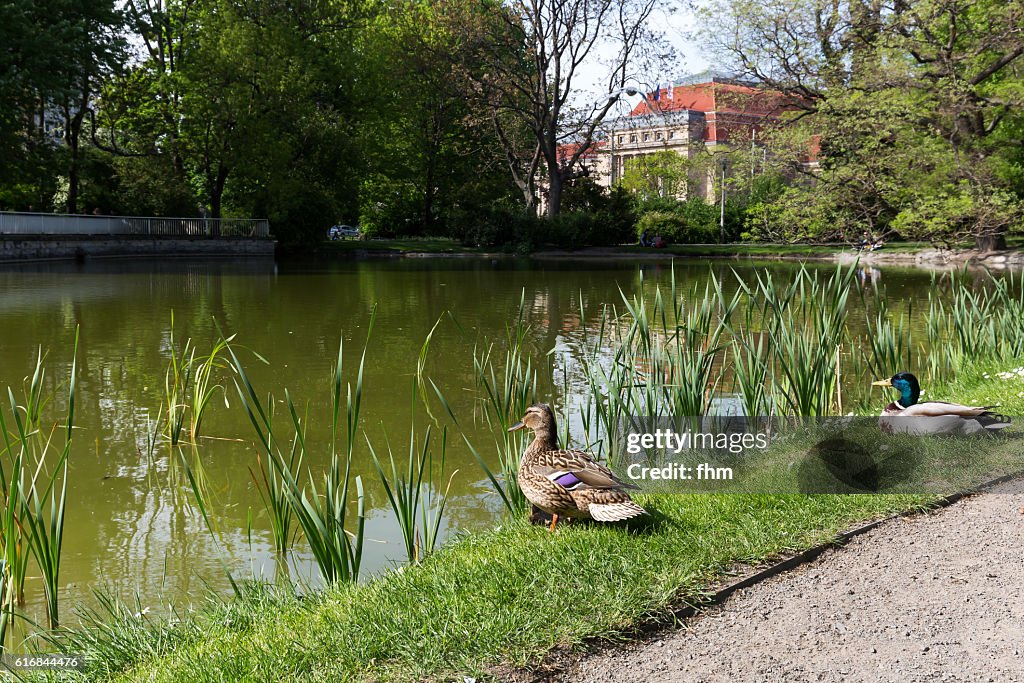 Leipzig (Germany)- two ducks in the park near the main train station