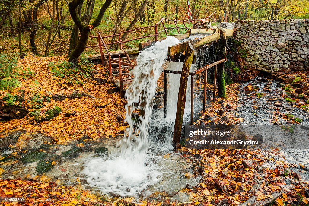 The source of the stream in the autumn forest