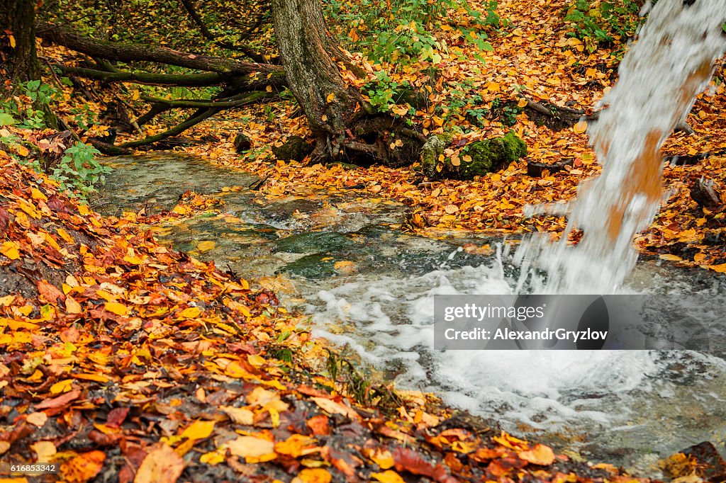 Creek in the autumn forest