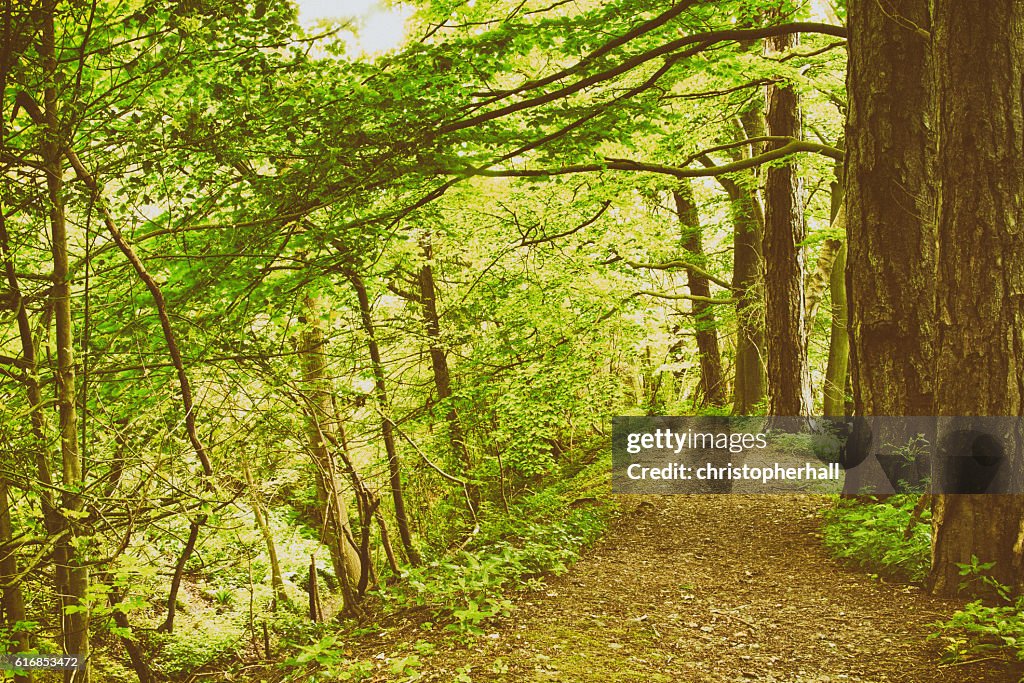 Blick durch die Englischen wald im Sommer