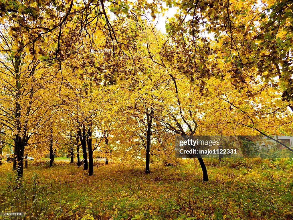 Hojas coloridas en árboles de hoja caduca en el parque durante el otoño