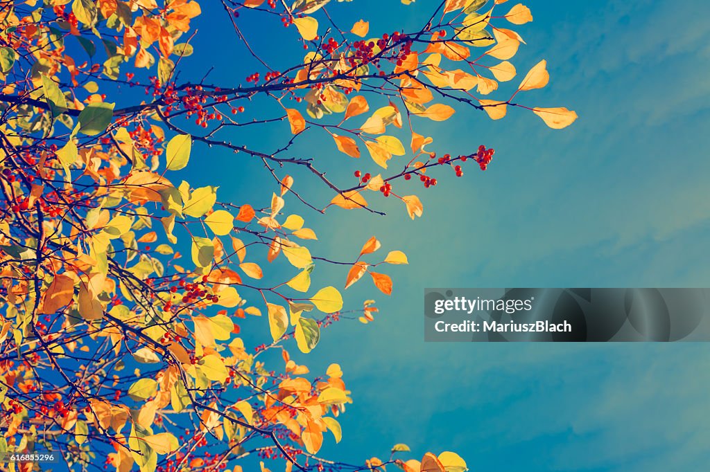 Fall tree background