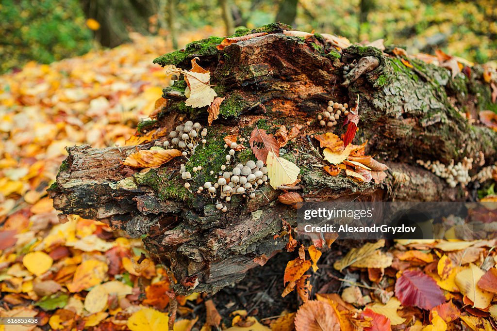 Mushrooms on an old tree stump close-up