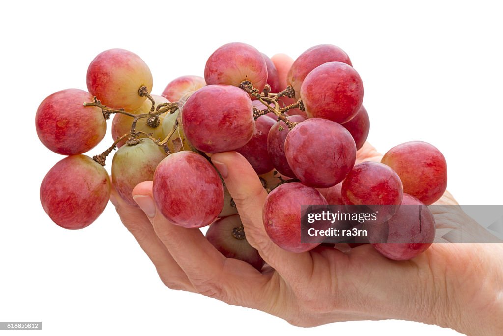 Big red grapes in hand