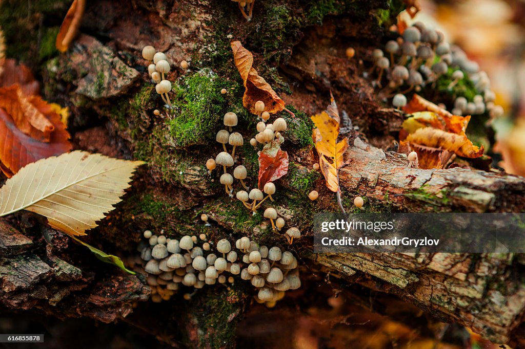 Mushrooms on an old tree stump close-up