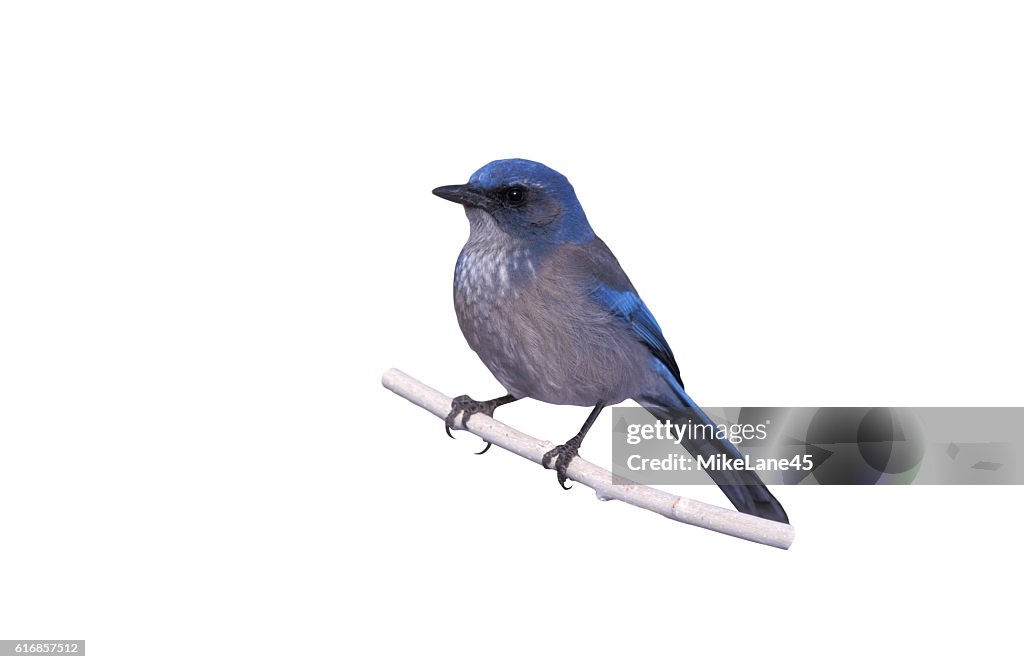 Western-scrub jay, Aphelocoma californica