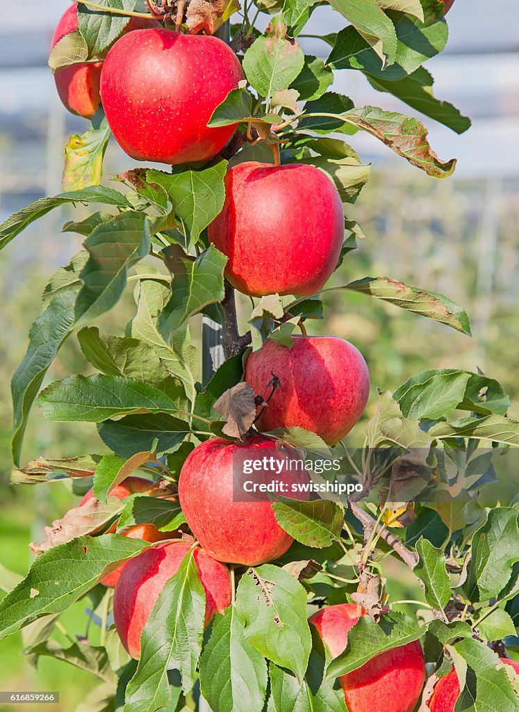 Manzana al jardín 