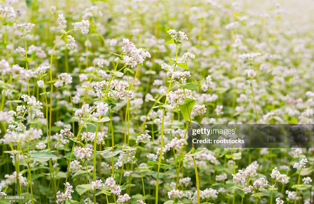 The field of blooming buckwheat