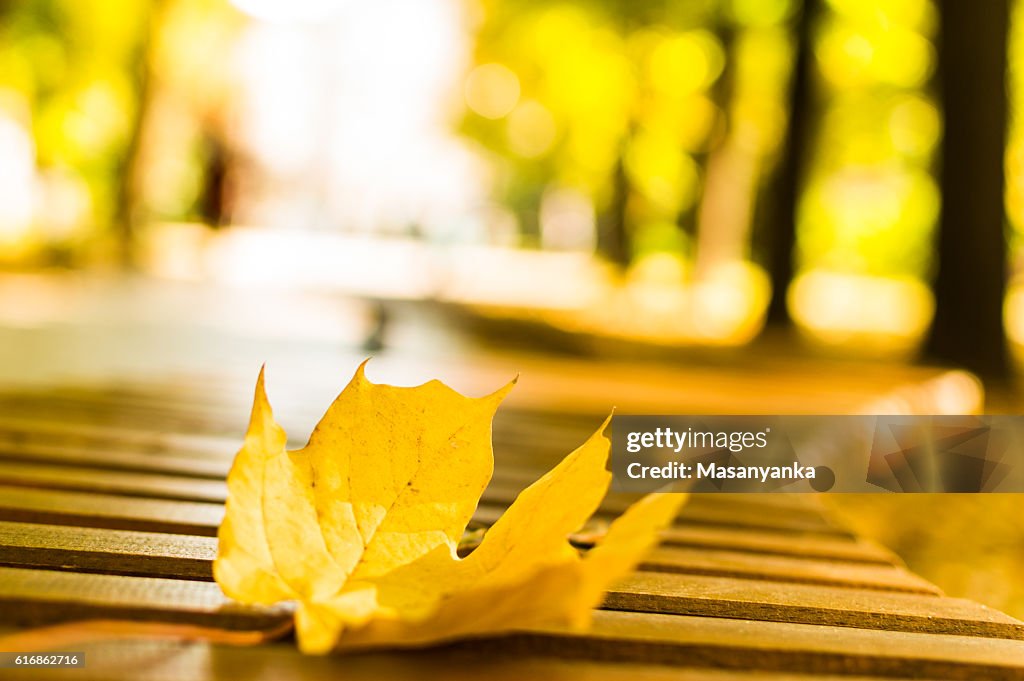 Herbst - das gelbe Ahornblatt auf der Bank im Park