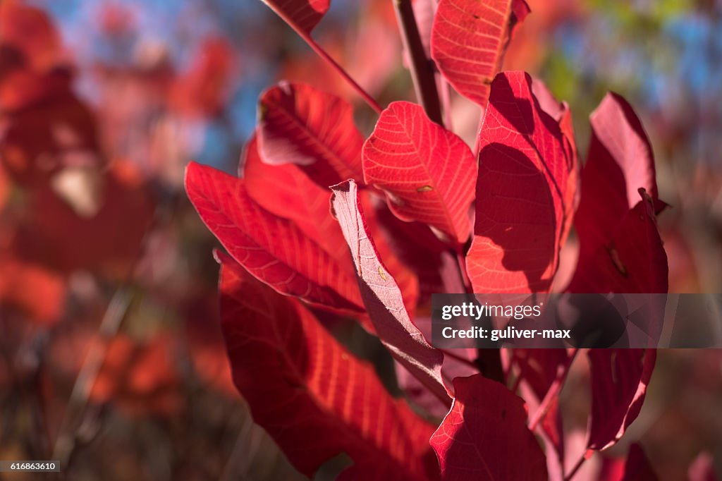 Twig with red leaves