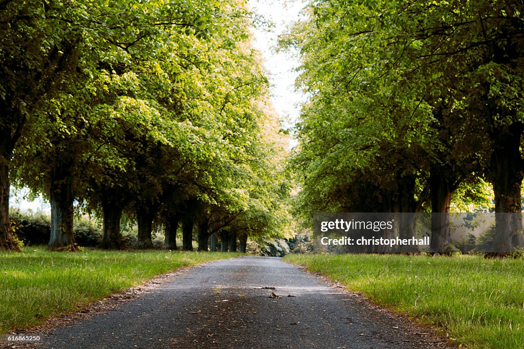 Path going through the trees in an english wood