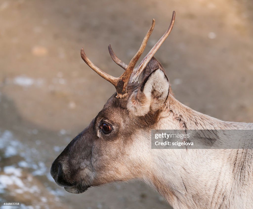 Portrait du renne forestier finlandais - Rangifer tarandus fennicus