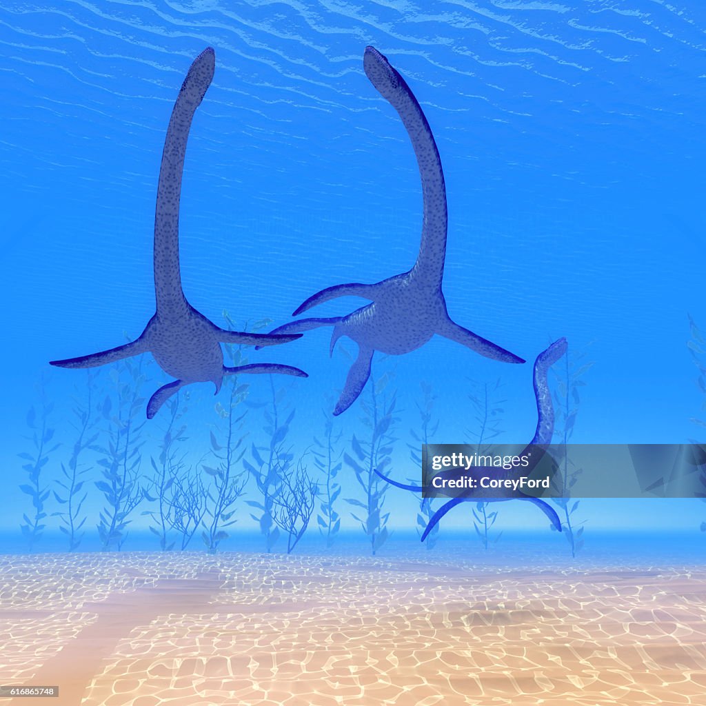 Plesiosaurus Reptiles Undersea