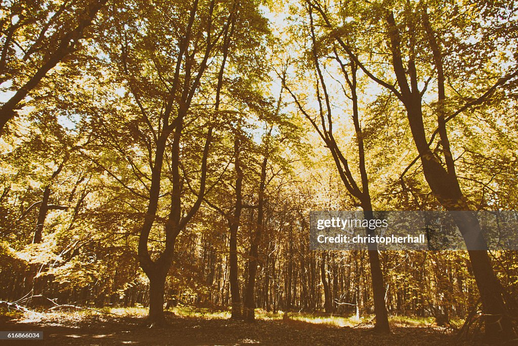 Looking through the trees in an English wood