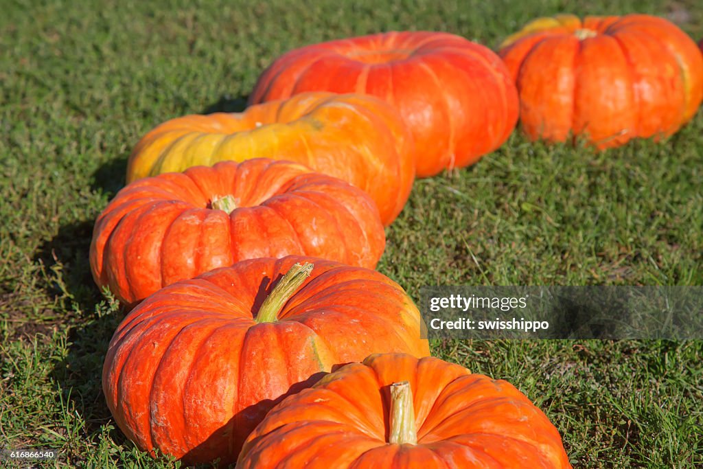 Colorful pumpkins