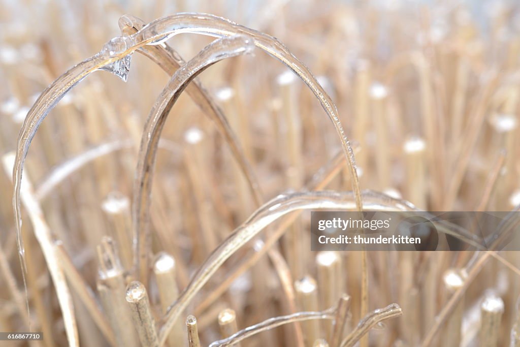 Frozen Grass