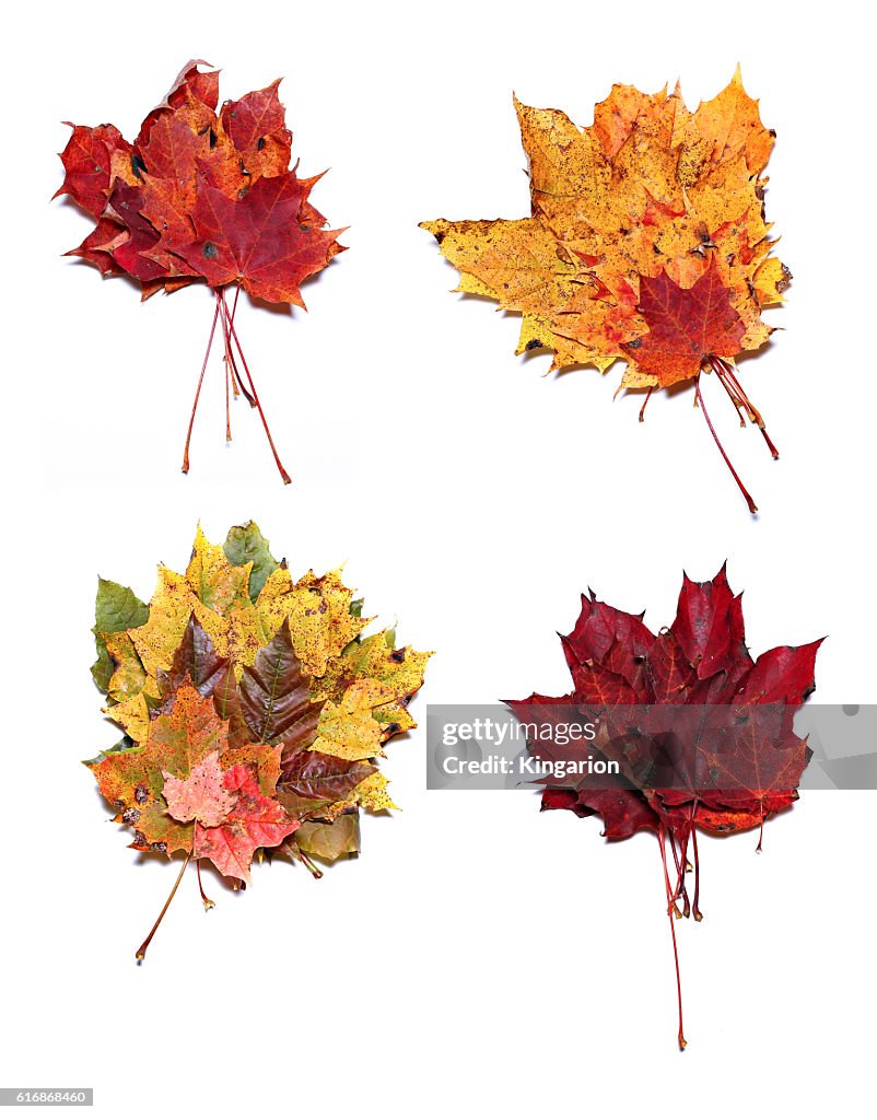 Autumn maple leaves isolated