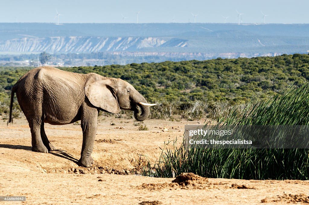 Junge afrikanische Bush Elefant Trinkwasser