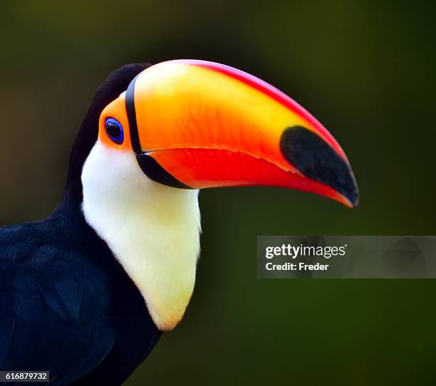 toco toucan - toucan stock pictures, royalty-free photos & images