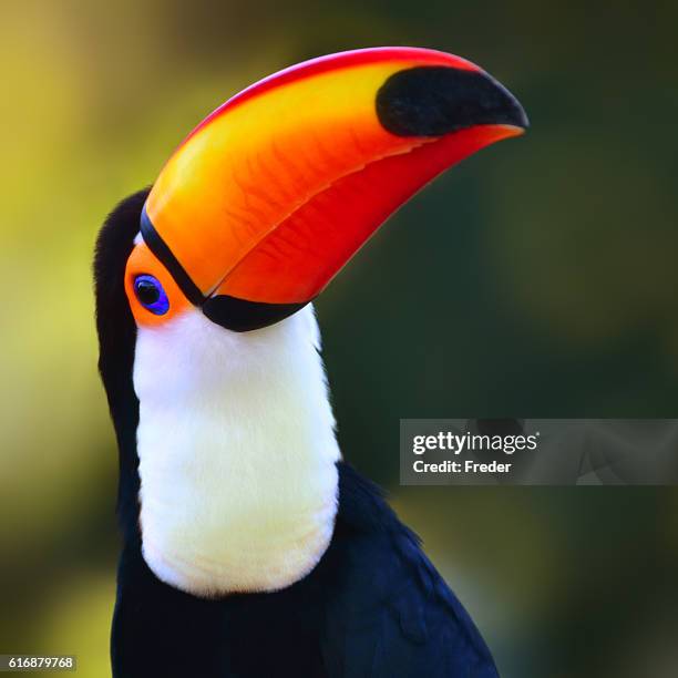 toco toucan - toucan stock pictures, royalty-free photos & images