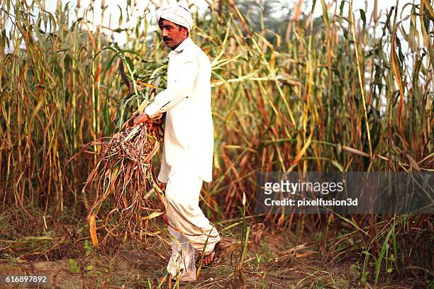 farmer harvesting millet crop - hirs bildbanksfoton och bilder